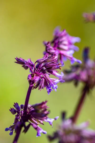 Квітка Salvia Verticillata Лузі Крупним Планом Стріляти — стокове фото