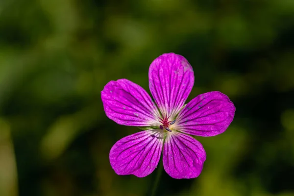 Geranium Palustre Flower Meadow Close — Foto Stock
