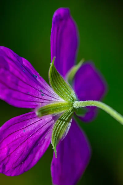 Geranium Palustre Virág Réten Közelről — Stock Fotó
