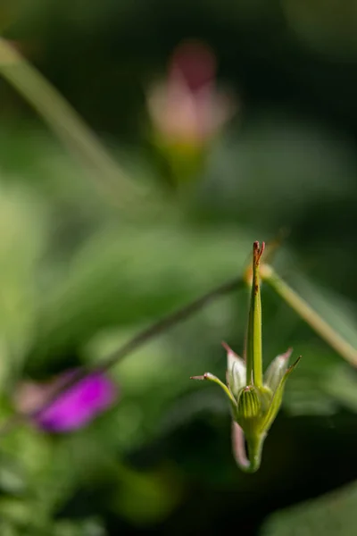Квітка Герані Лузі Макро — стокове фото