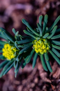 Meadow 'da büyüyen Euphorbia cyparissias çiçeği, yakın çekim