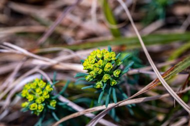 Meadow 'daki Euphorbia cyparissias çiçeği, yakın çekim