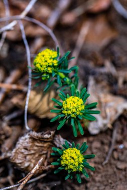 Meadow 'daki Euphorbia siparissias çiçeği