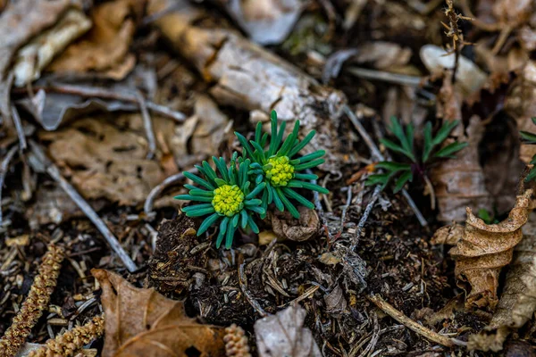 Euphorbia Cyparissias Flower Meadow Close — стоковое фото