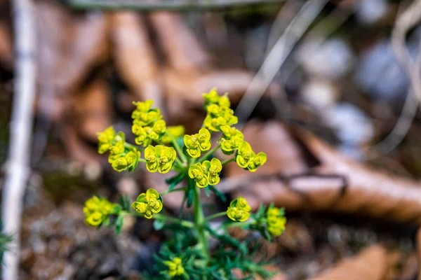 Euphorbia Cyparissias Flower Growing Meadow — Stock Fotó