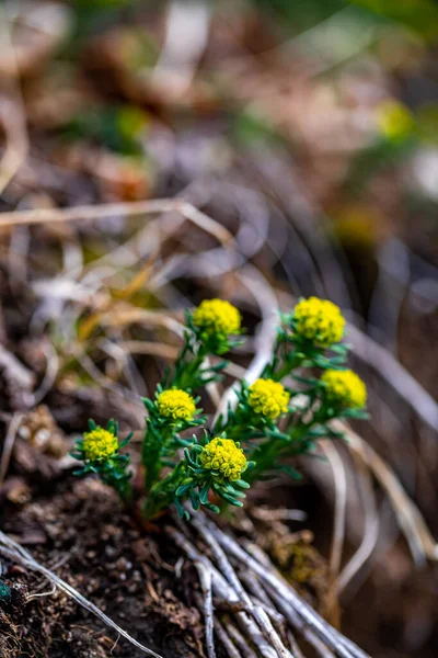 Euphorbia Cyparissias Flower Meadow Macro — стоковое фото