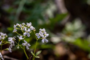 Dağlarda kardamin trifolia çiçeği