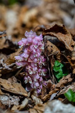 Dağlarda Lathraea karesi çiçeği, makro