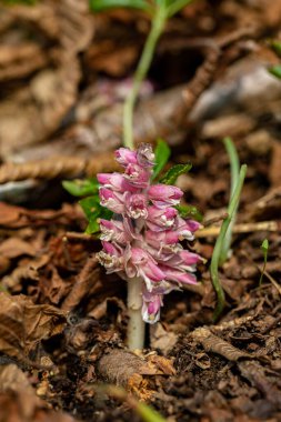 Dağlarda Lathraea karesi çiçeği