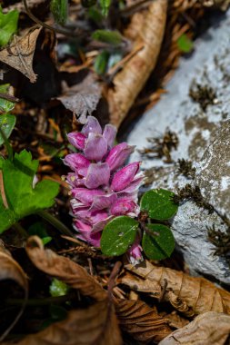 Dağlarda yetişen Lathraea Kare Çiçeği, yakınlaş.
