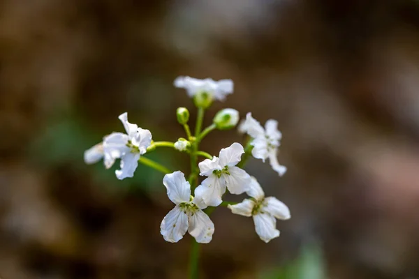 Cardamine Trifolia Fleur Dans Les Montagnes Macro — Photo
