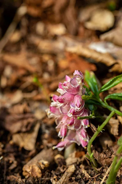 Lathraea Squamaria Flower Growing Mountains —  Fotos de Stock