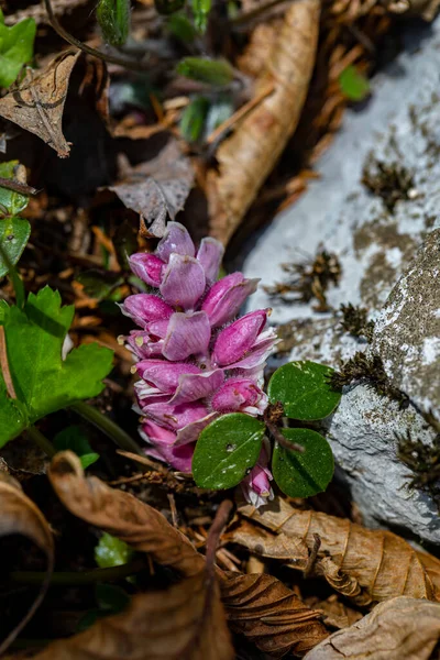 Dağlarda yetişen Lathraea Kare Çiçeği, yakınlaş.