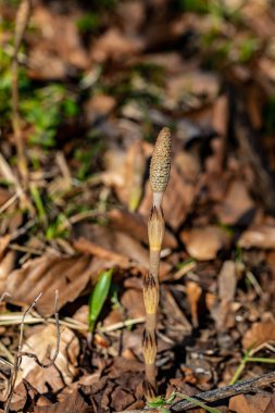 Equisetum arvense çiçeği çayırda büyüyor, yakın çekim