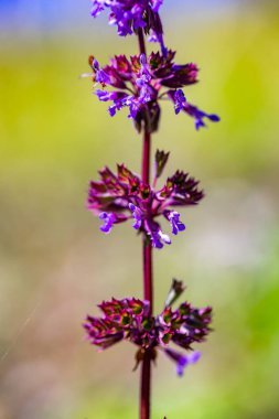 Çayırdaki Salvia verticillata çiçeği, yakın çekim