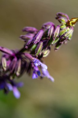 Çayırda büyüyen Salvia verticillata çiçeği, yakın çekim