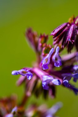 Çayırdaki Salvia verticillata çiçeği, yakın çekim