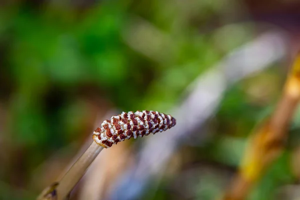 Equisetum Arvense Flower Growing Meadow — Zdjęcie stockowe