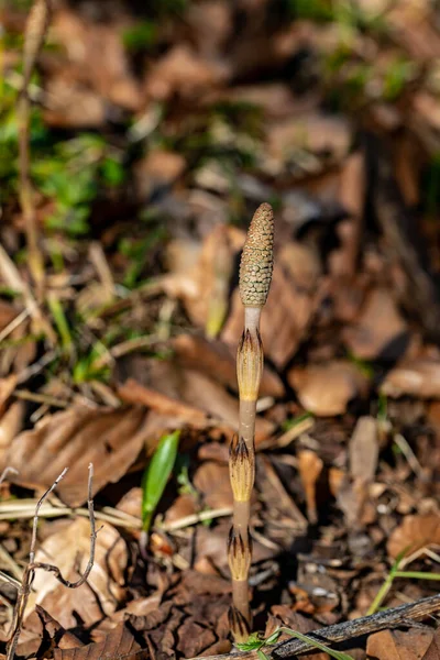 Equisetum arvense çiçeği çayırda büyüyor, yakın çekim