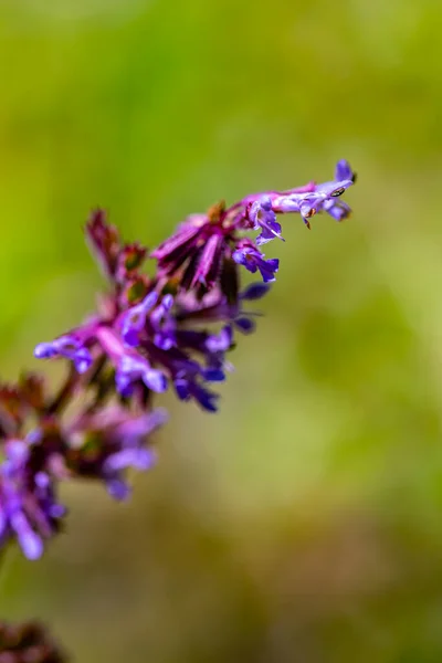 Salvia Verticillata Flower Meadow — Stock Photo, Image