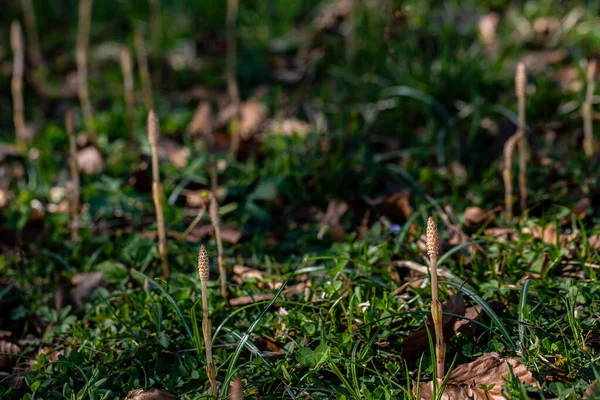 Equisetum Arvense Fiore Nel Prato Macro — Foto Stock