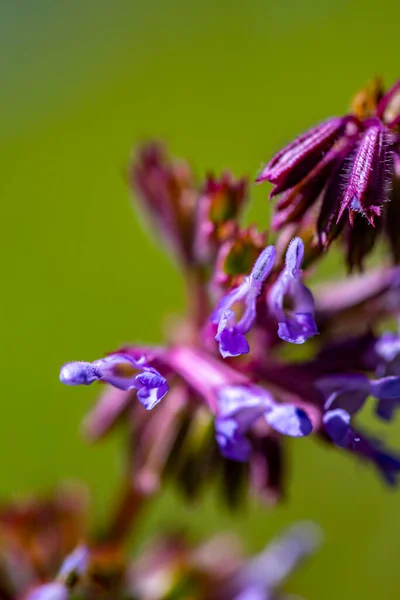 Salvia Verticillata Flor Prado Brote Cerca — Foto de Stock