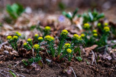 Meadow 'da Euphorbia cyparissias çiçeği, yakın çekim