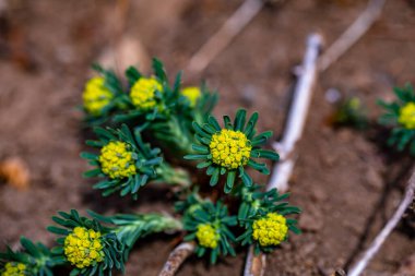 Meadow 'da büyüyen Euphorbia cyparissias çiçeği, yakın çekim
