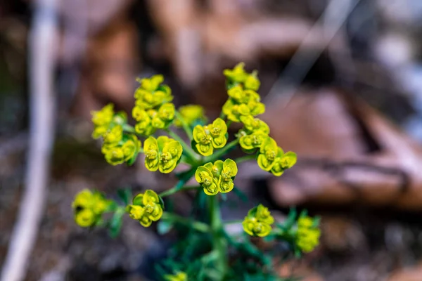 Euphorbia Cyparissias Flower Meadow Macro — Stock Fotó