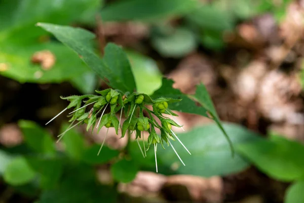 Symphytum Tuberosum Virág Réten — Stock Fotó