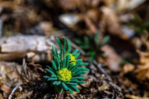 Euphorbia Cyparissias Fiore Che Cresce Nel Prato — Foto Stock