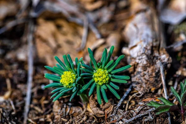Euphorbia Cyparissias Virág Növekvő Réten Közelről Lőni — Stock Fotó