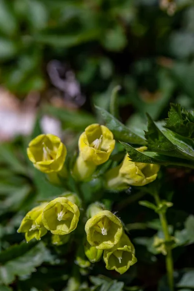 Symphytum Tuberosum Flower Growing Meadow Close — Stockfoto