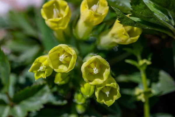 Symphytum Tuberosum Flower Meadow Close Shoot — Φωτογραφία Αρχείου