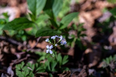 Dağlarda kardamin trifolia çiçeği, yaklaş