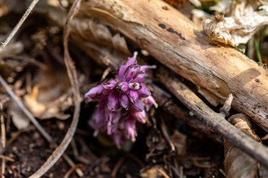 Dağlarda Lathraea karesi çiçeği, makro