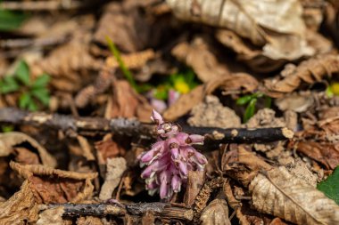 Dağlarda yetişen Lathraea karesi çiçeği, makro