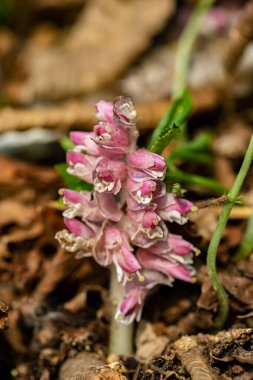 Dağlardaki Lathraea karesi çiçekleri, kapatın.