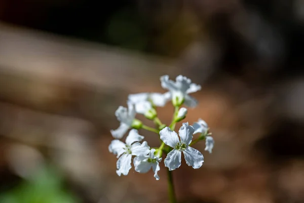 Cardamine Trifolia Flower Growing Mountains Close — Stock Photo, Image