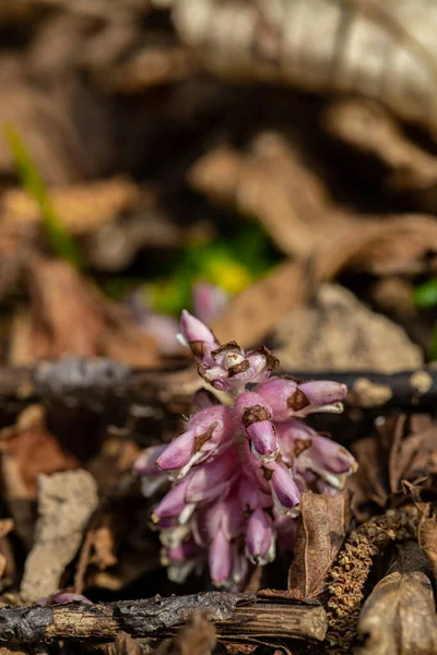 Квітка Латраеї Росте Горах — стокове фото