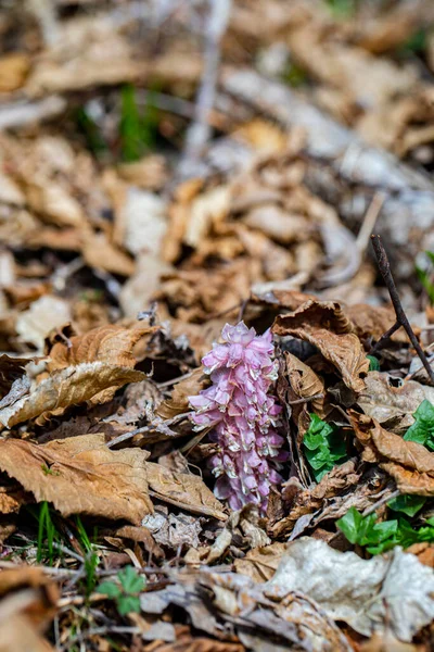 Lathraea Squamaria Flower Growing Mountains Close —  Fotos de Stock