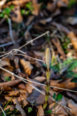 Equisetum arvense çiçeği çayırda büyüyor.
