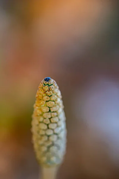 Equisetum Arvense Çiçeği Çayırda Büyüyor Yakın Çekim — Stok fotoğraf