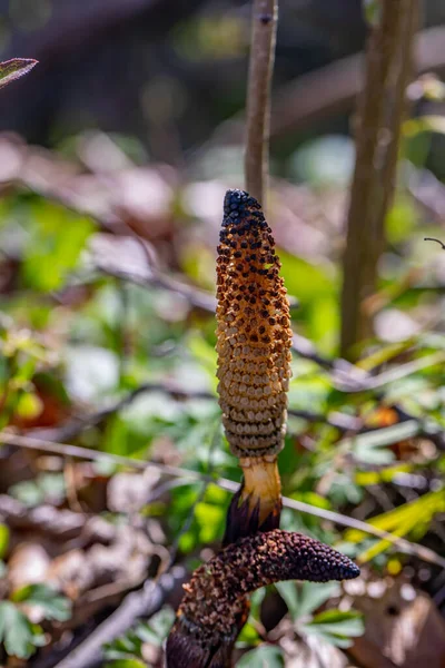 Equisetum Arvense Fiore Nel Prato Primo Piano Sparare — Foto Stock