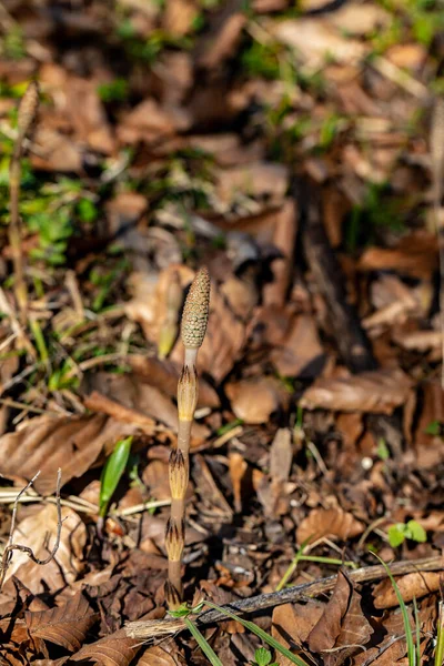 Equisetum arvense çiçeği çayırda büyüyor, yakın plan