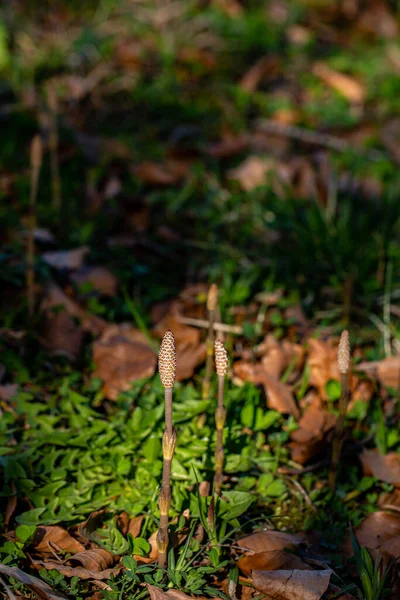 Equisetum Arvense Flower Meadow — Foto Stock