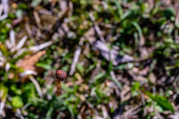 Equisetum Arvense Λουλούδι Στο Λιβάδι Μακροεντολή — Φωτογραφία Αρχείου