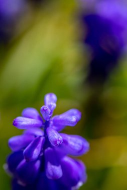 Çayırdaki Muscari çiçeği, yakın çekim