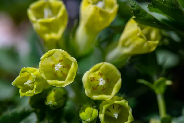 Symphytum Tuberosum Flower Meadow — Foto de Stock