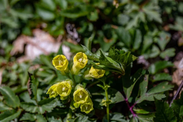 Symphytum Tuberosum Kwiat Rośnie Łące — Zdjęcie stockowe
